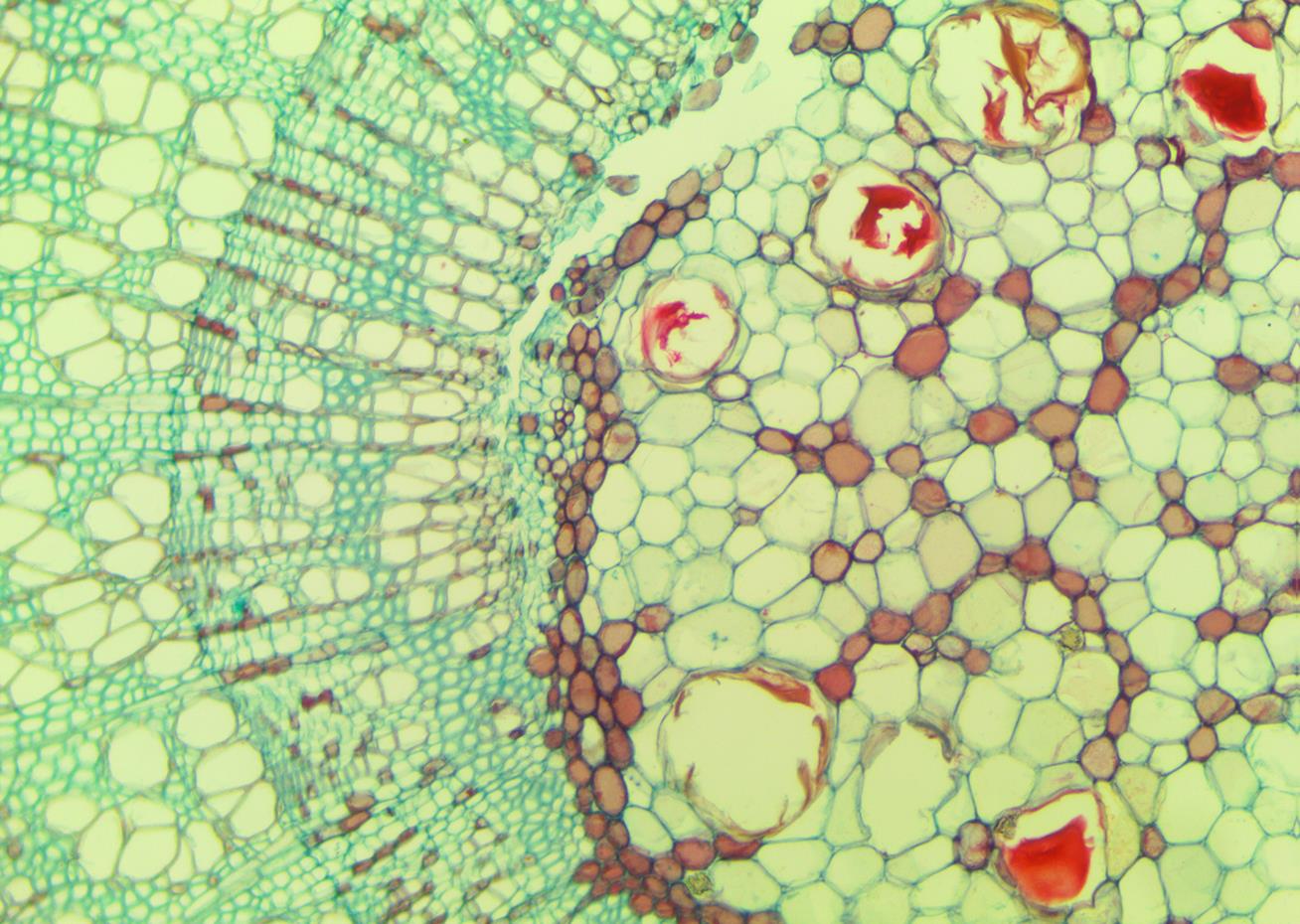 Image Analysis Software for Metallography and Petrography
